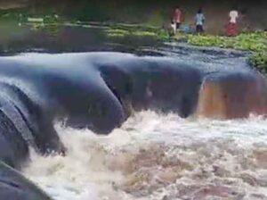 bengawan solo Bengawan Solo tercemar limbah ciu