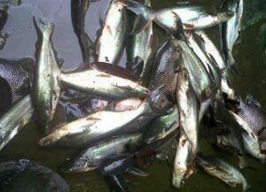 ikan air tawar