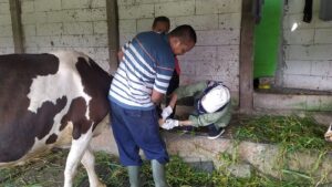 Sapi
