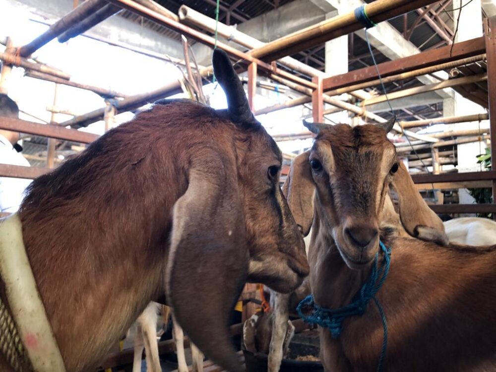 Pasar Kambing Semanggi