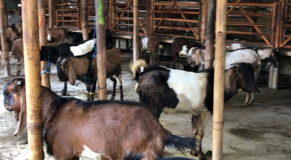 Pasar Kambing