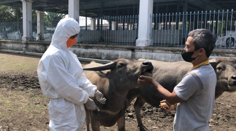 Kebo keraton surakarta