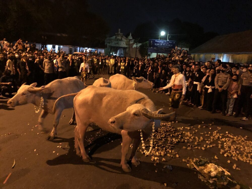 Kebo keraton surakarta