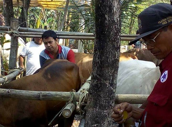 sapi kurban Jokowi