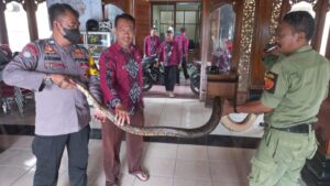 Polisi Gajahan Pasar Kliwon Tangkap Ular Sancaka