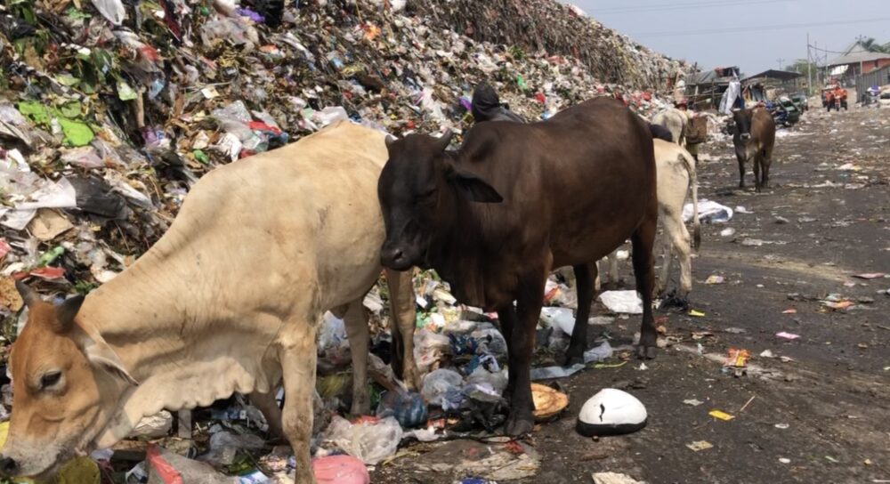 Sapi