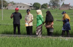 mina padi di karanganyar