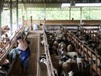 Bazar Kambing Berkualitas